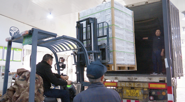 都江堰猕猴桃今年出口货值45万元运往俄罗斯，食品出口需满足EAC认证标准